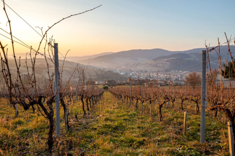 living soill 204 etienne ramousse inter beaujolais paysages hiver